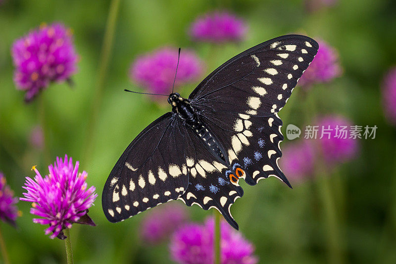 芹菜蝴蝶(凤蝶)。黑色的燕尾服。GOMPHRENA GLOBOSA。